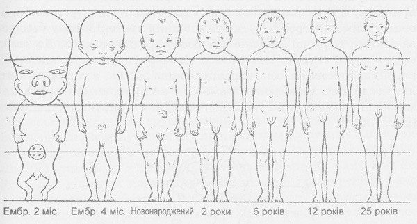 Гіропорції тіла людини в ембріогенезі та після народження