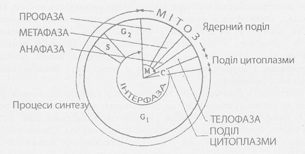 Клітинний цикл