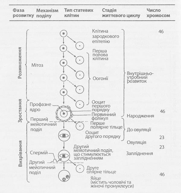 Схема процесу оогенезу в людини